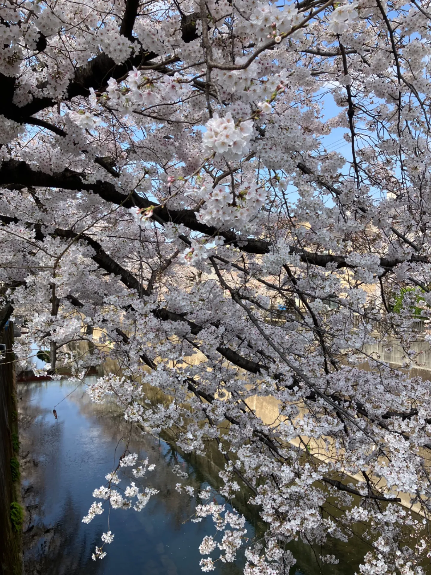【上板橋】【マッサージ】近くの桜